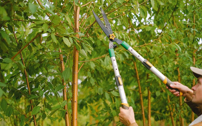 Tree trimming in Oologah, OK