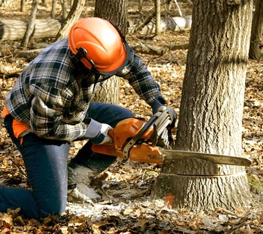 Tree Removal in Oologah, OK